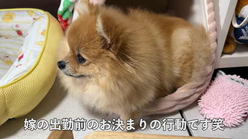 「毎朝ここで待機するポメラニアン！その悲しい理由とは…！」