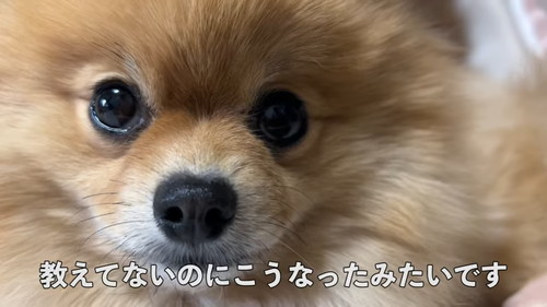 「毎朝ここで待機するポメラニアン！その悲しい理由とは…！」