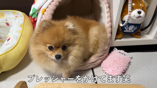 「毎朝ここで待機するポメラニアン！その悲しい理由とは…！」