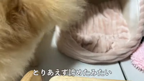 「毎朝ここで待機するポメラニアン！その悲しい理由とは…！」