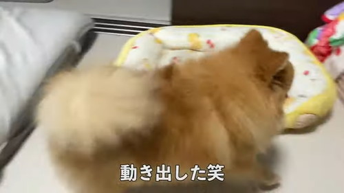 「毎朝ここで待機するポメラニアン！その悲しい理由とは…！」