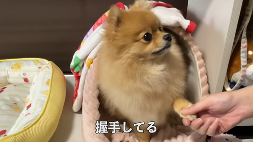 「毎朝ここで待機するポメラニアン！その悲しい理由とは…！」