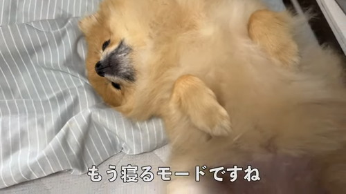 「毎朝ここで待機するポメラニアン！その悲しい理由とは…！」