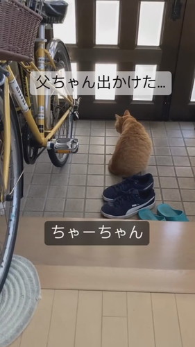 寂しい猫