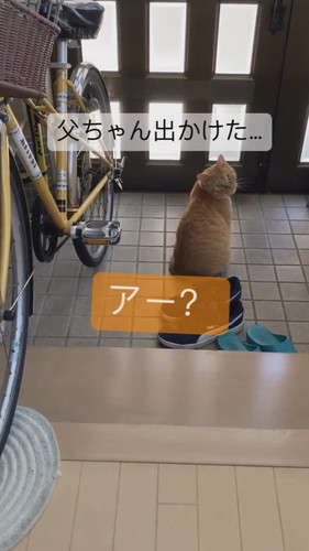 振り返る猫