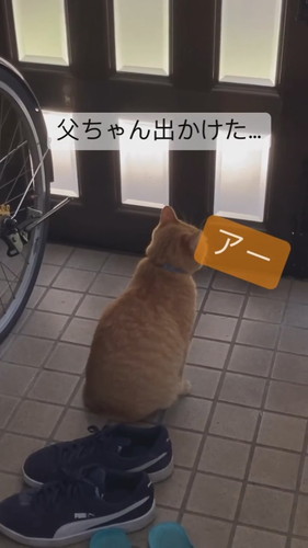 返事する猫