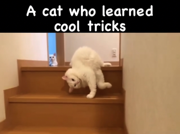 階段の下の段に前足を伸ばす白猫ちゃん