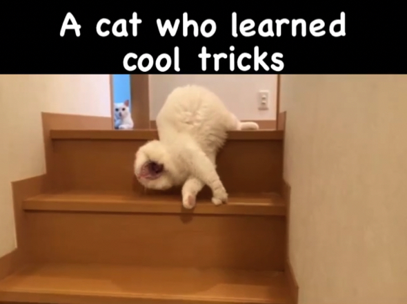 あくびをする白猫ちゃん