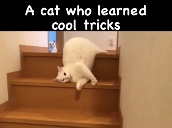 液体のように階段を流れ降りる白猫ちゃん