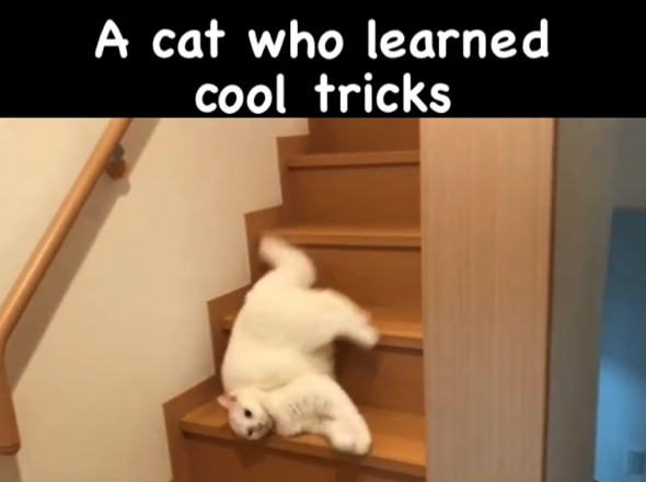 階段の終盤に差し掛かった白猫ちゃん