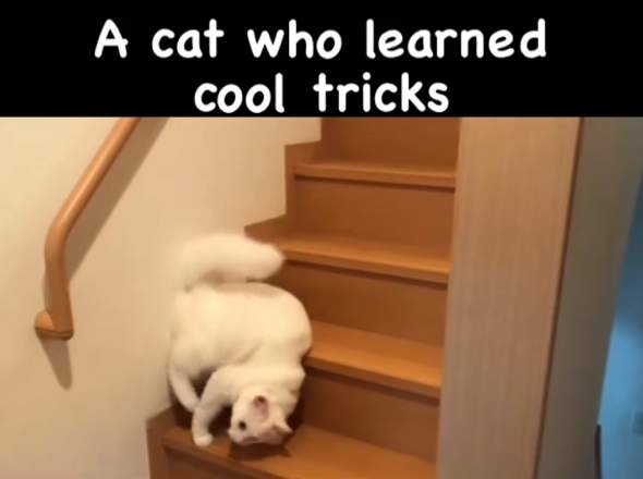 そのままひねり技を披露する白猫ちゃん