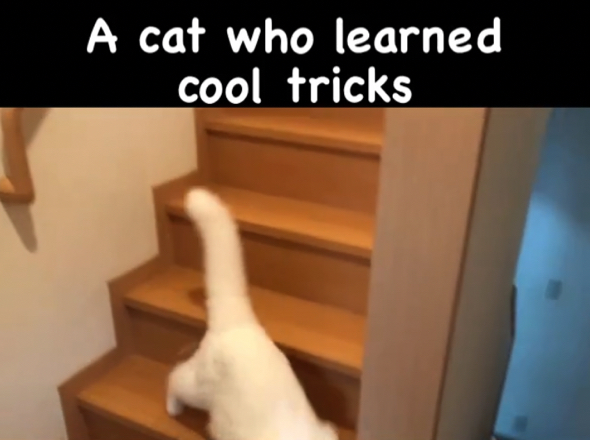 着地も成功してクールに立ち去る白猫ちゃん