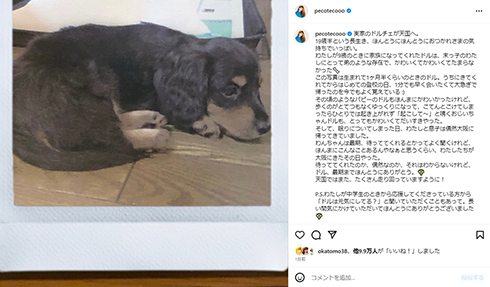 子犬時代のドルチェ