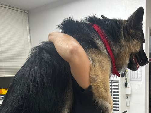 注射が怖いデカワンコ