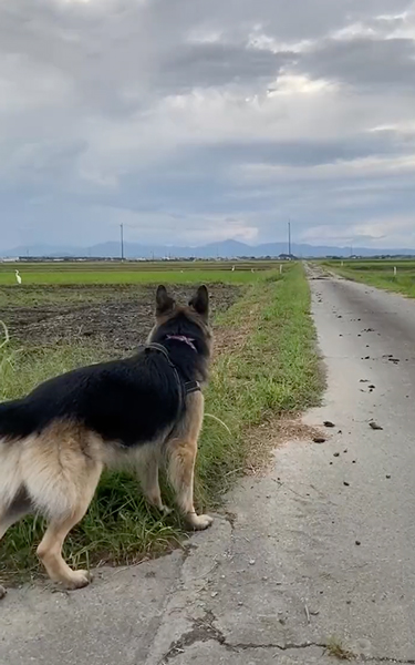 鳥の大群が怖い