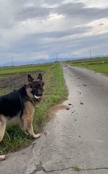 鳥の大群が怖い