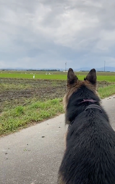 鳥の大群が怖い