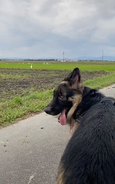 鳥の大群が怖い