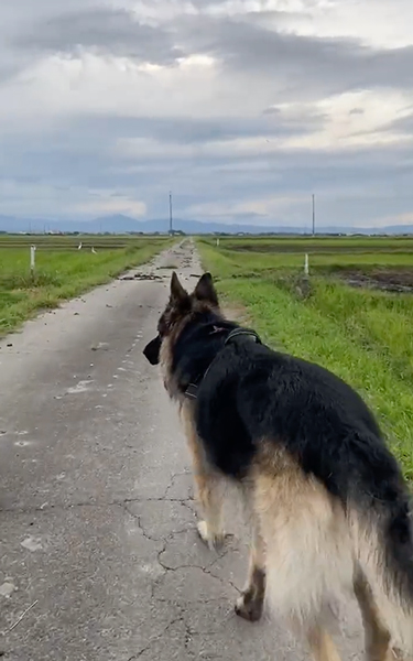 鳥の大群が怖い