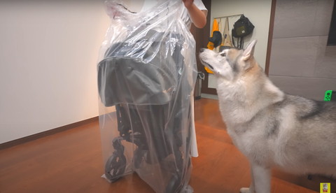 新品のベビーカーとワンコ