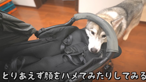 とりあえず顏をはめたり