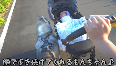 隣で歩き続けてくれるもんちゃんテロップ