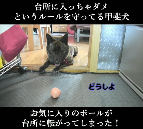 どうしよテロップ