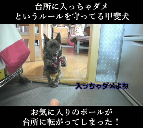 入っちゃダメだよねテロップ