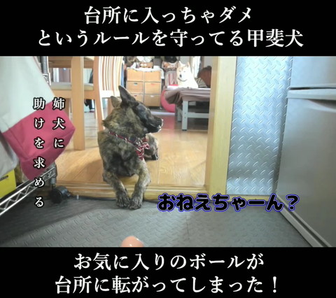 おねえちゃーんテロップ