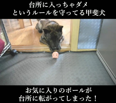 近くのボールを見るワンコ