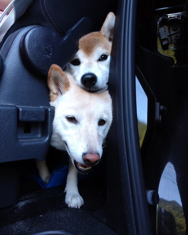 車から顔出すワンコ2匹