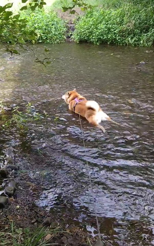 後ろ足伸ばすワンコ