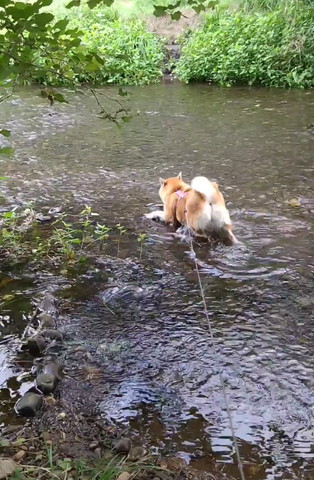 お尻を突き上げるワンコ