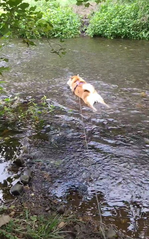 後ろ足まっすぐ伸ばすワンコ