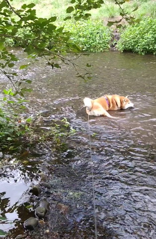 川でお腹とあごつけるワンコ横から