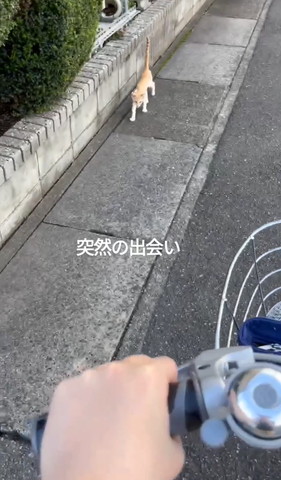 遠くから歩いてくる子猫