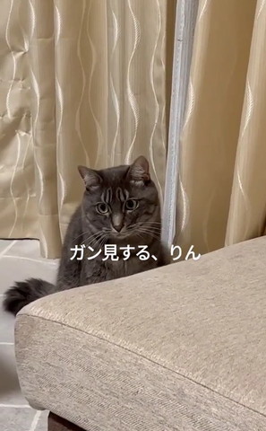 カーテン横にグレー猫
