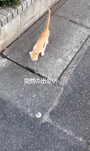 少し近くに来る子猫