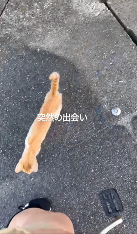 子猫上から