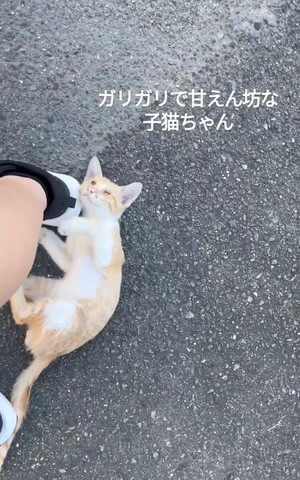 足に顏すり寄せてへそ天子猫