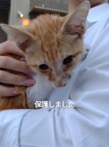保護しましたテロップ