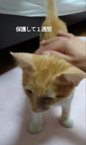 保護して1週間