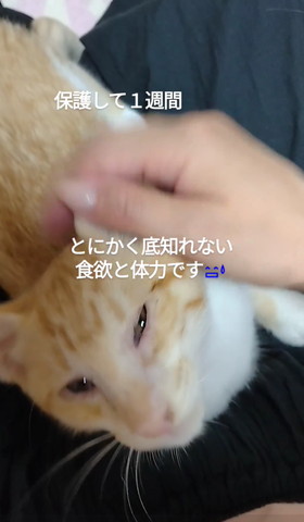 とにかく底知れない体力テロップ