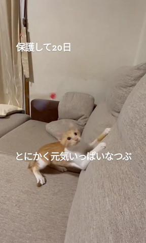 おもちゃを追いかける子猫