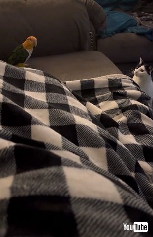 インコとニャンコ