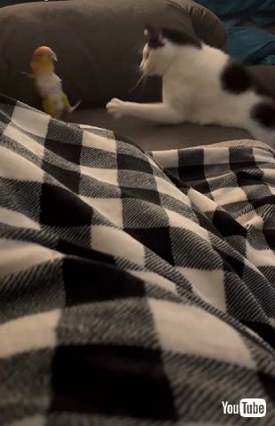 インコとニャンコ