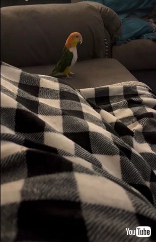 インコとニャンコ