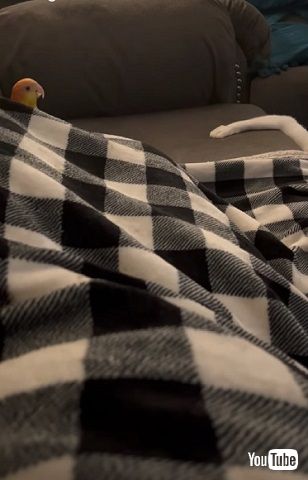 インコとニャンコ