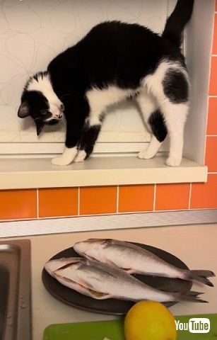 魚を盗む猫