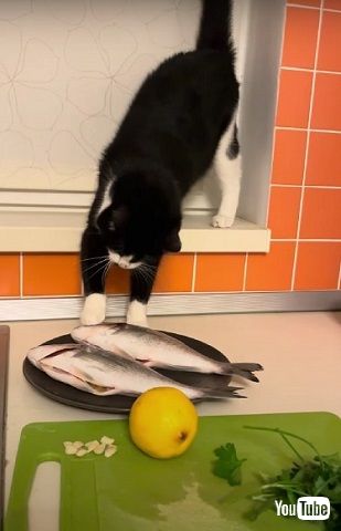 魚を盗む猫